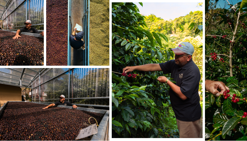 Spill The Beans Wins Best of Panama – Bambito Coffee Estate
