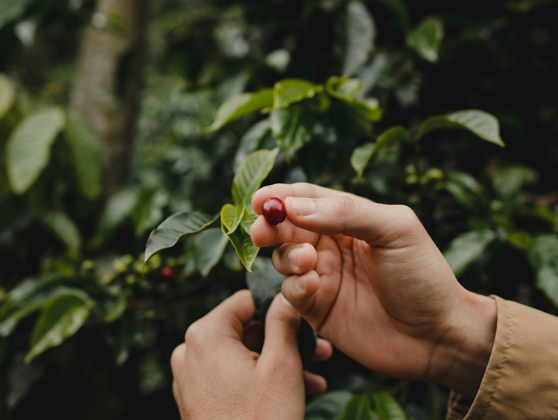 Spill The Beans Wins Best of Panama – Bambito Coffee Estate